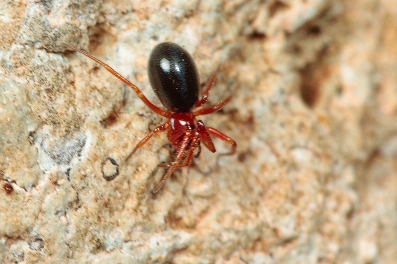 Linyphiidae zampe rosse - Malta